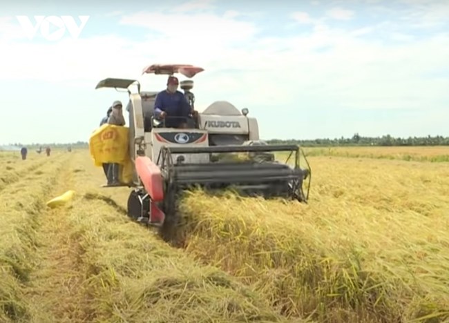 Gánh nặng đè lên vai người dân ĐBSCL khi giá phân bón tăng, giá lúa giảm (17/08/2021)